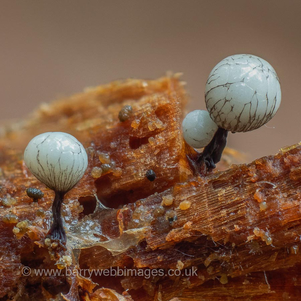 Photo by Barry Webb Cribraria rufa by Barry Webb